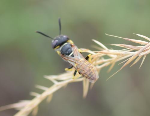Philanthus triangulum